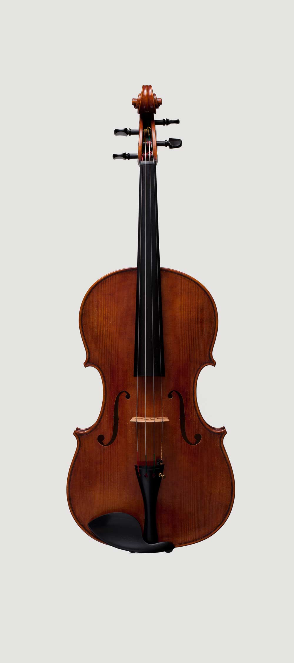 Viola