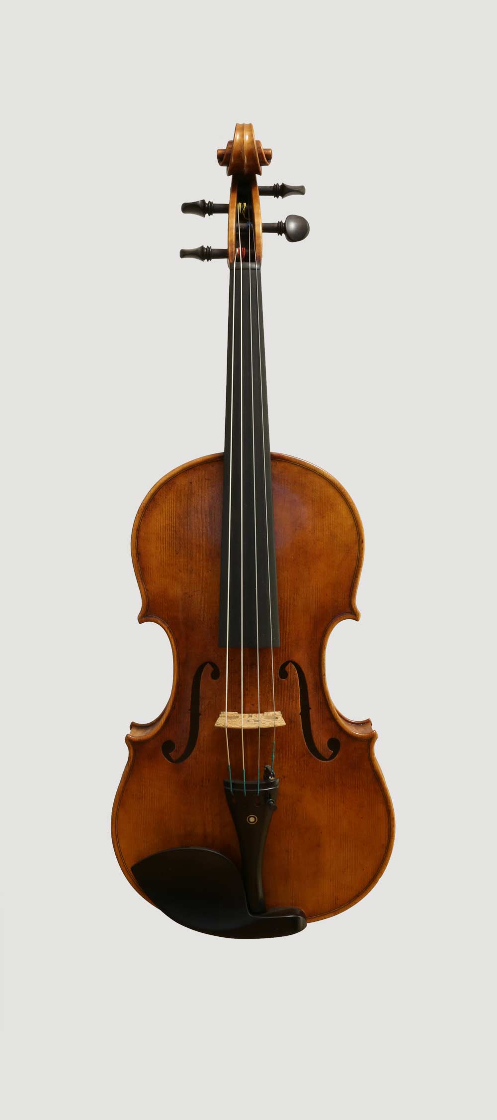 Viola