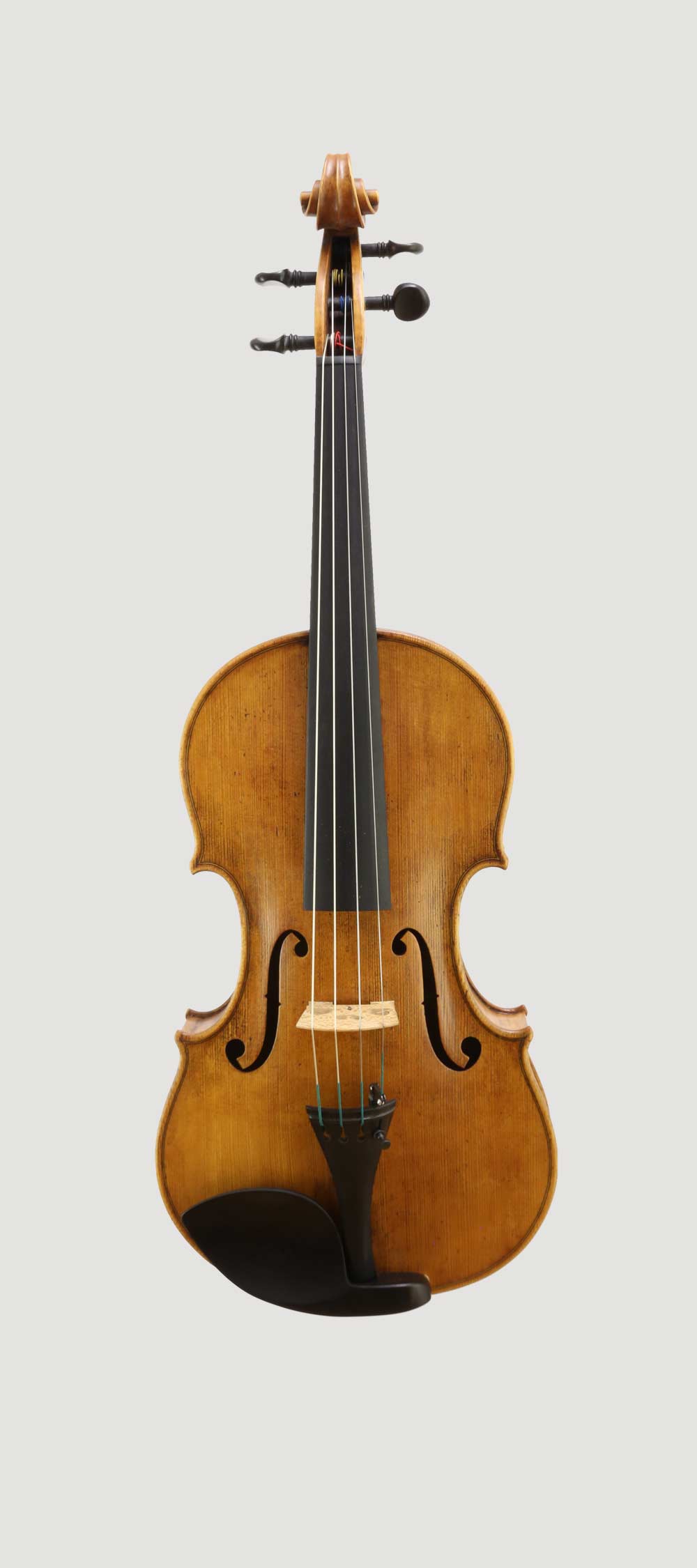 Viola