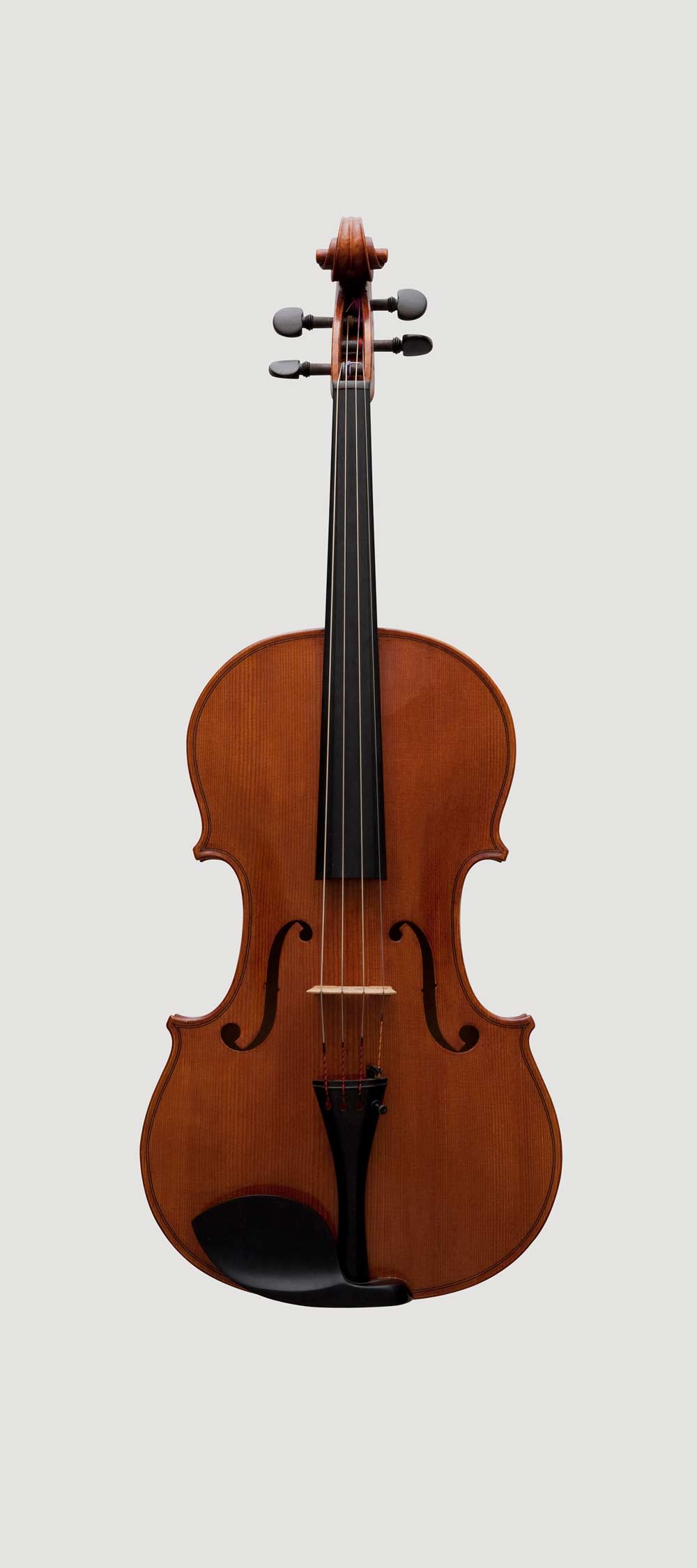 Viola