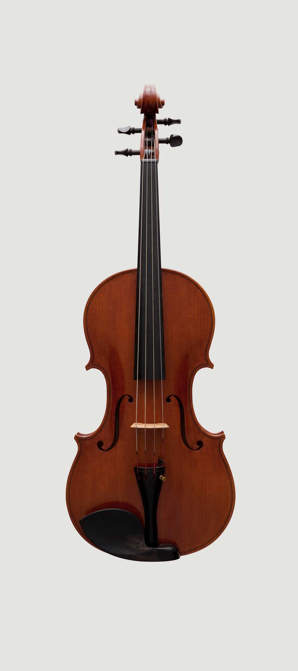 Viola